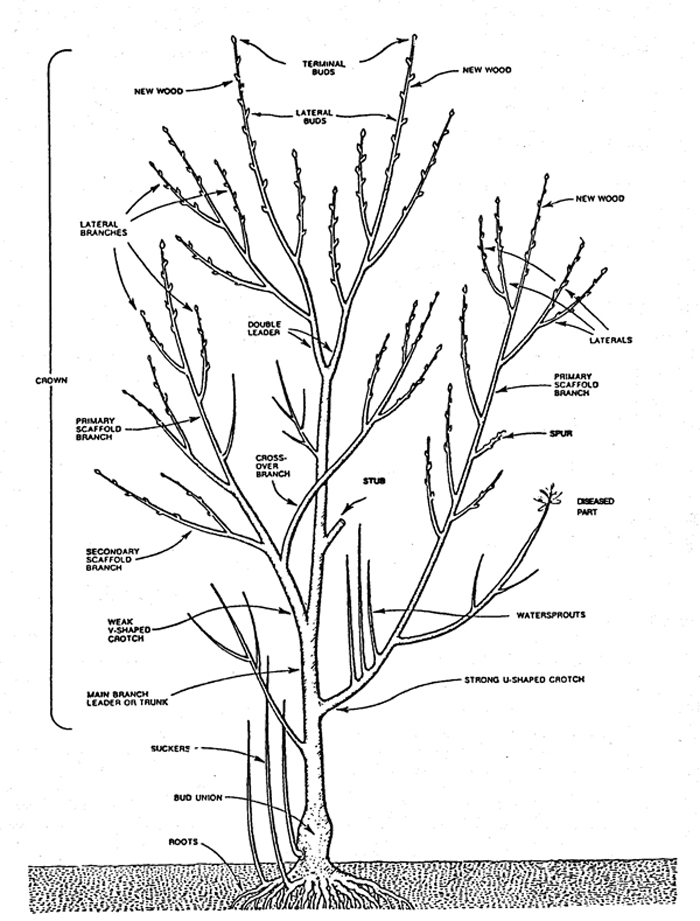 Fig. 2: Anatomical diagram of tree parts relevant for pruning.